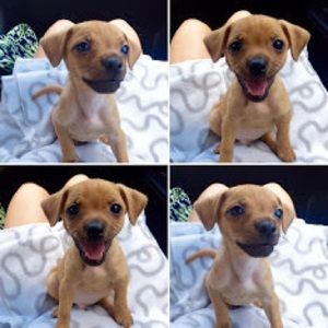 Meet your Posher, Mi sook